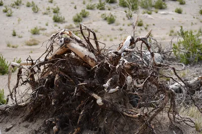 DSC_3144 (Large).JPG